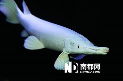 白化火箭和龍魚混養：白化火箭與龍魚混養請教-05-05-05-16] 白化火箭和龍魚混養：白化火箭與龍魚混養請教-05-05-05-16] 龍魚百科 第1張