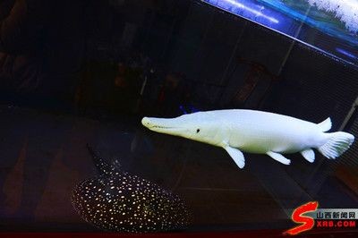 白化火箭和龍魚混養：白化火箭與龍魚混養請教-05-05-05-16] 白化火箭和龍魚混養：白化火箭與龍魚混養請教-05-05-05-16] 龍魚百科 第2張