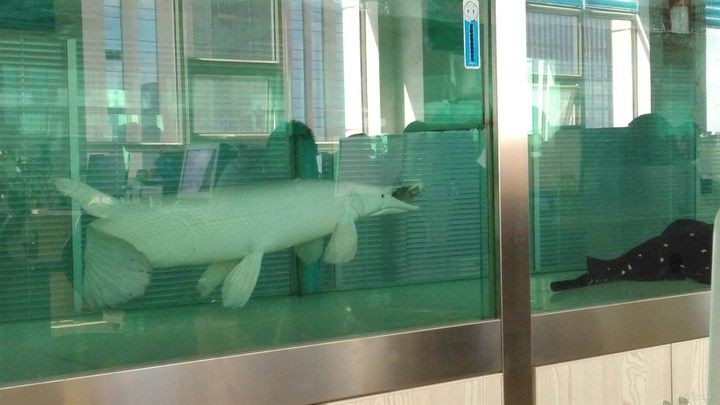 白化火箭和龍魚混養：白化火箭與龍魚混養請教-05-05-05-16] 白化火箭和龍魚混養：白化火箭與龍魚混養請教-05-05-05-16] 龍魚百科 第3張