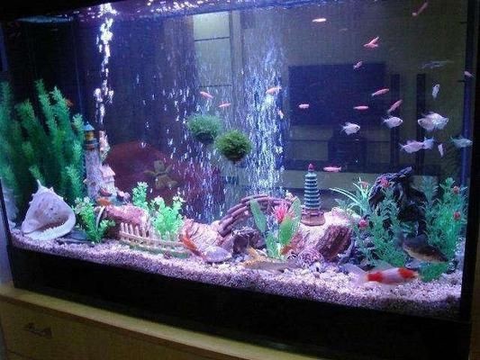 魚缸出水方式有哪些：魚缸出水口如何設(shè)置