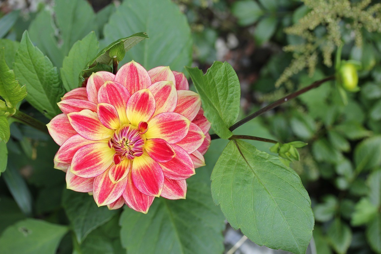 肥西縣桃花鎮雯洋花坊