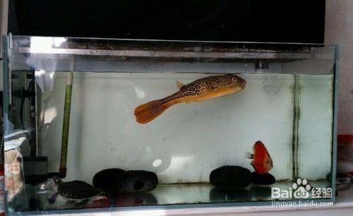 皇冠狗頭魚混養(yǎng)需要注意什么，：如何選擇合適的魚缸