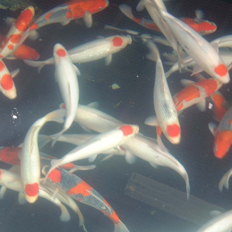 德系大正三色錦鯉 德系大正三色錦鯉 龍魚論壇 第4張