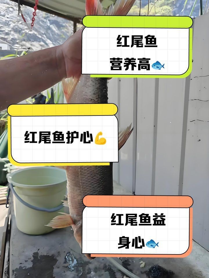 紅尾魚好處與壞處 紅尾魚好處與壞處 龍魚論壇 第5張