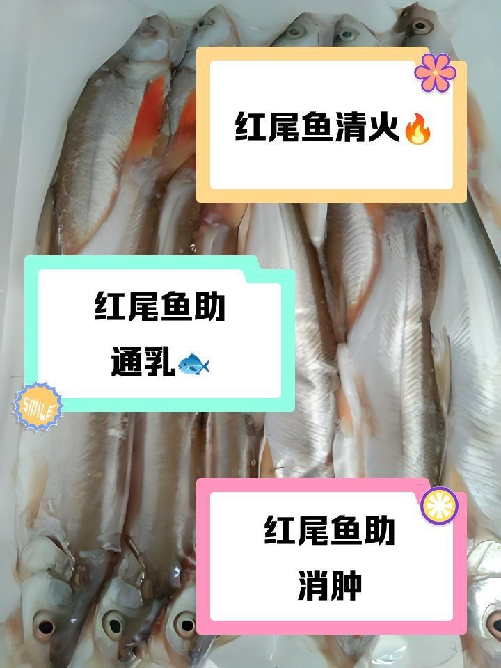 紅尾魚好處與壞處 紅尾魚好處與壞處 龍魚論壇 第7張