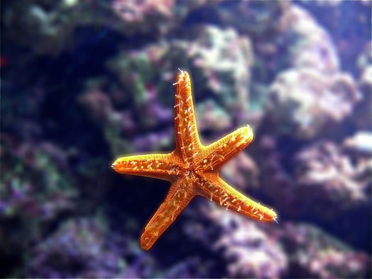 滁州開發區志虎水族館