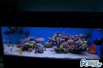 阜新蒙古族自治縣福興地鎮魚美樂花香閣