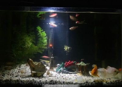 阜新蒙古族自治縣福興地鎮魚美樂花香閣