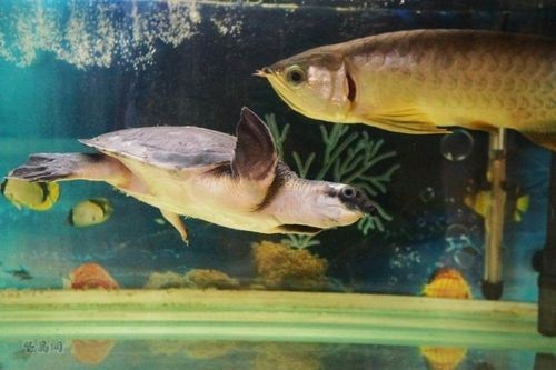 豬鼻龜能和龍魚(yú)一起養(yǎng)嗎圖片