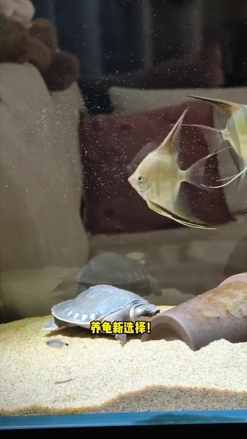豬鼻龜能和龍魚(yú)一起養(yǎng)嗎圖片