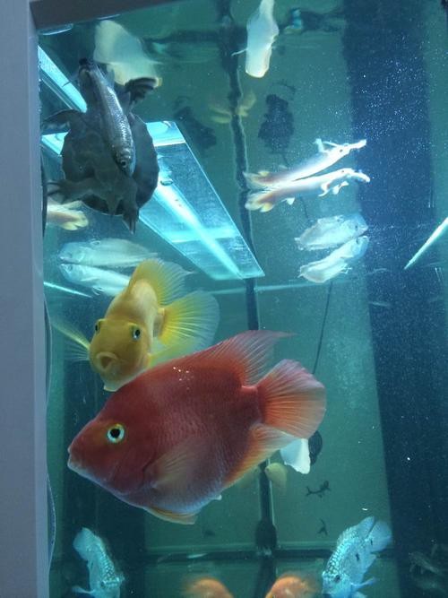 豬鼻龜能和龍魚(yú)一起養(yǎng)嗎圖片