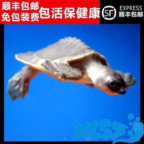 豬鼻龜能和龍魚(yú)一起養(yǎng)嗎圖片