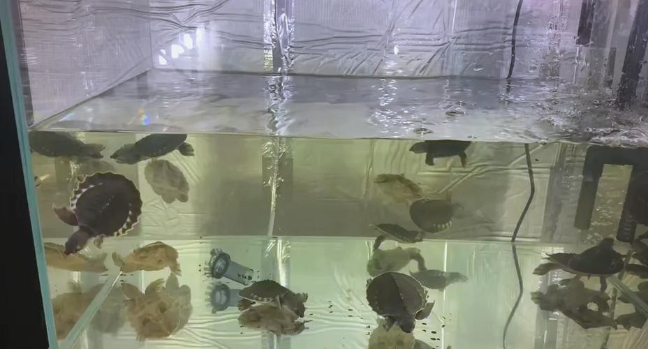 豬鼻龜能和龍魚(yú)一起養(yǎng)嗎圖片