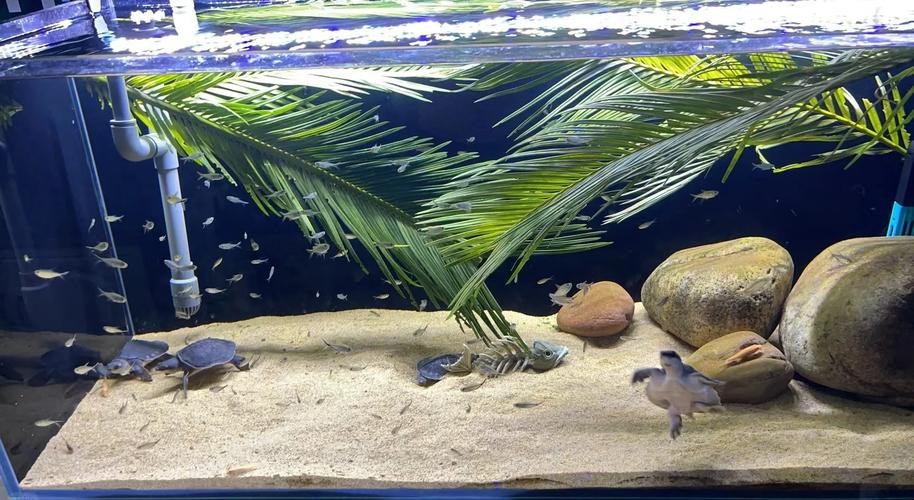 豬鼻龜能和龍魚(yú)一起養(yǎng)嗎圖片