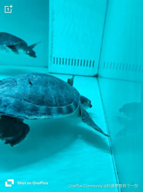 豬鼻龜能和龍魚(yú)一起養(yǎng)嗎圖片