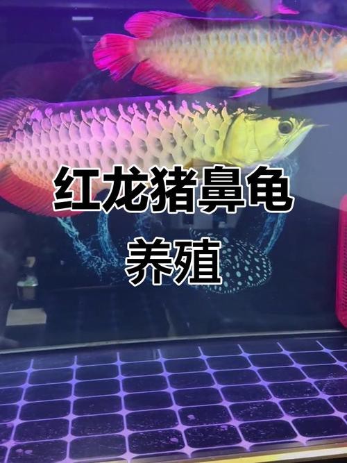 豬鼻龜能和龍魚(yú)一起養(yǎng)嗎圖片