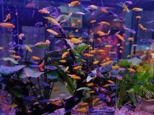 龍魚之家魚缸計算器：龍魚之家魚缸玻璃計算器 龍魚之家魚缸計算器：龍魚之家魚缸玻璃計算器 魚缸百科 第5張