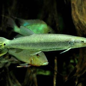 金龍魚2020年業(yè)績預(yù)告圖：金龍魚2020年業(yè)績表現(xiàn)如何
