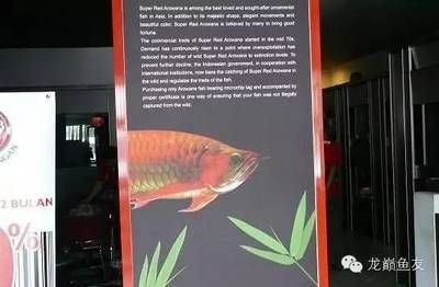 紅龍魚剛發危就褪備：紅龍魚剛發危就褪備是什么意思