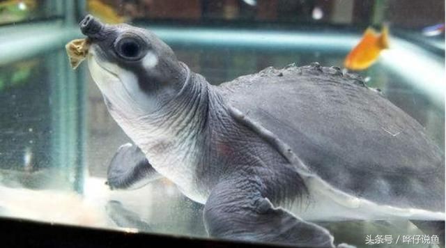 魚缸疾病綜合防治策略面對魚缸疾病綜合防治策略面對魚缸疾?。呼~缸水發白怎么辦