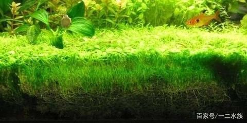 魚缸怎么去除綠藻最有效（怎么去除綠藻最有效）