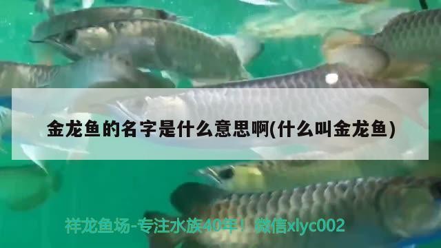 東莞市南城馨生鮮花店 東莞市南城馨生鮮花店 全國水族館企業名錄 第1張