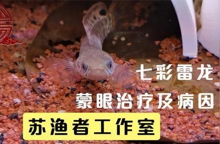 改善水質防止龍魚蒙眼癥：如何預防龍魚蒙眼癥