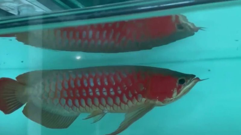 紅龍魚場哪家最可靠？