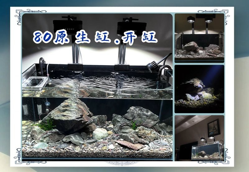 龍魚缸寬80cm最簡單辦法 龍魚缸寬80cm最簡單辦法 龍魚論壇 第4張