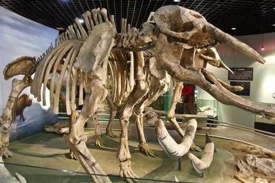 魚龍是什么動物園：魚龍是一種已經滅絕的海洋爬行動物，生活在侏羅紀和白堊紀時期