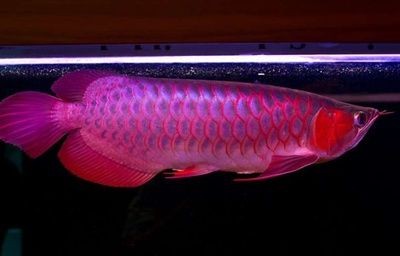 紅龍魚的照明方式對其生長、發育和發色有著重要的影響：紅龍魚一直用白燈可以嗎