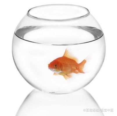 十大最貴水虎魚排名