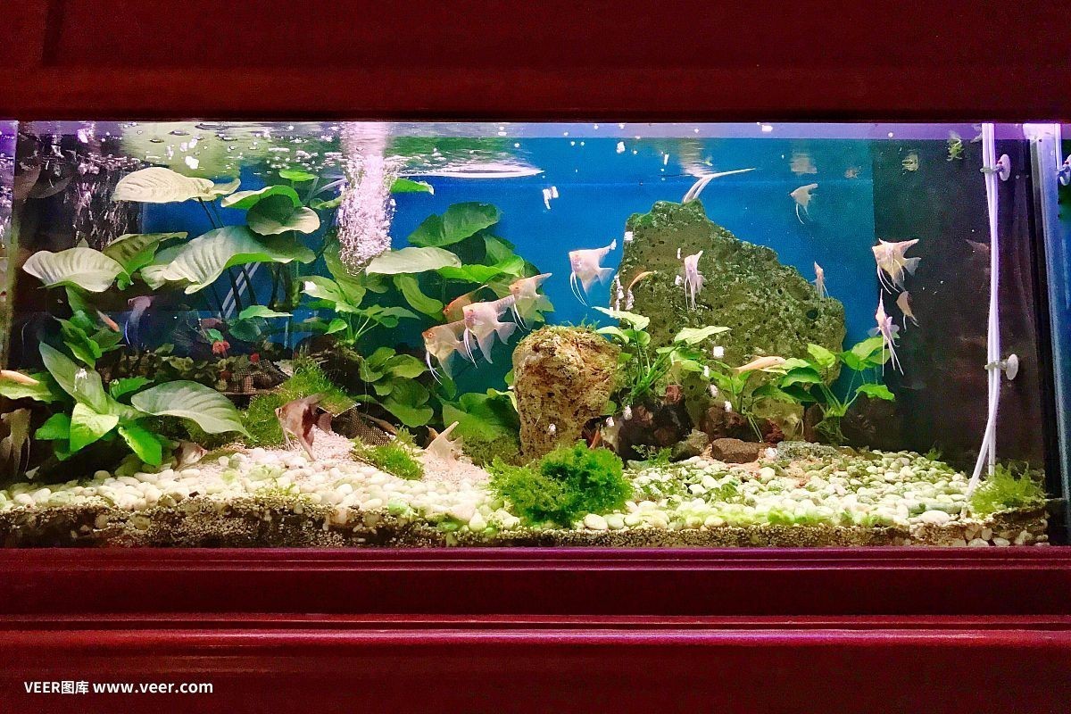小魚未來智能魚缸怎么樣：小魚未來智能魚缸