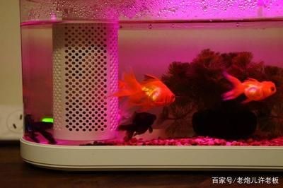 小魚未來智能魚缸怎么樣：小魚未來智能魚缸