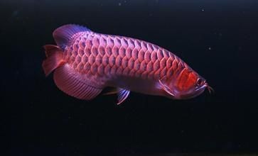紅龍魚排行榜前十名有哪些（揭秘紅龍魚十大漁場排名,讓你一探究竟!）