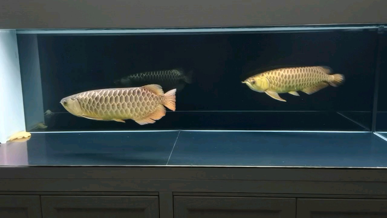 古典金龍兩口子