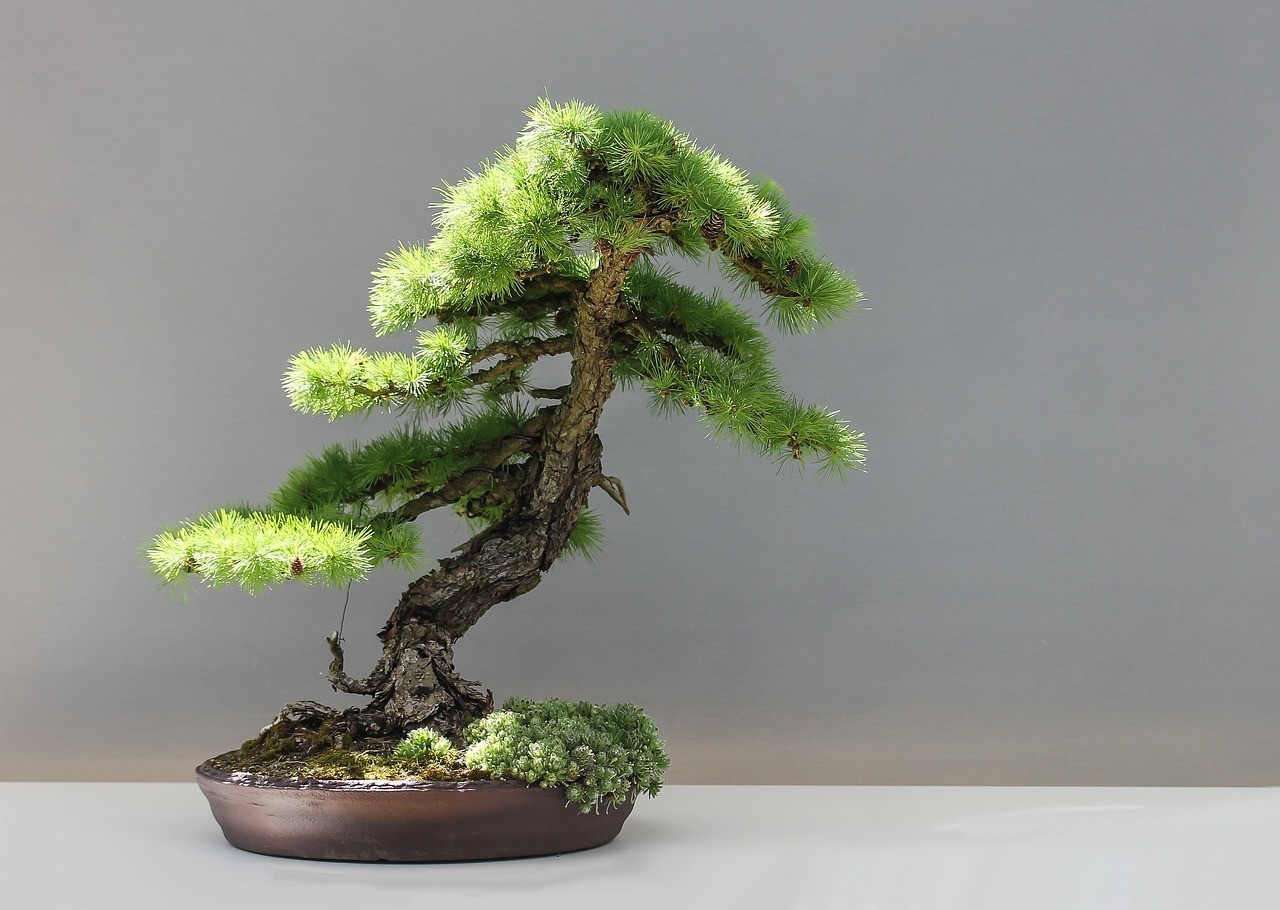 岳陽樓區德潤植物藝術館（岳陽樓區德潤植物藝術館地址）