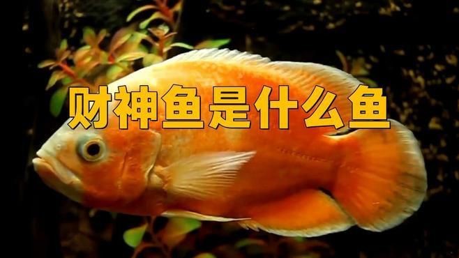 紅財神魚是什么魚