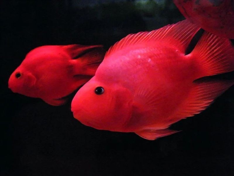 紅財神魚是什么魚