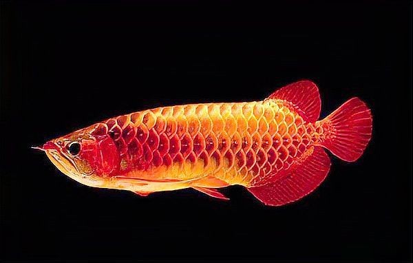 紅財神魚是什么魚