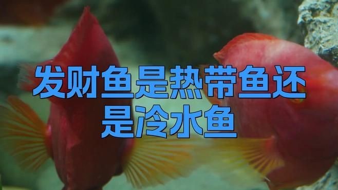 紅財神魚是什么魚