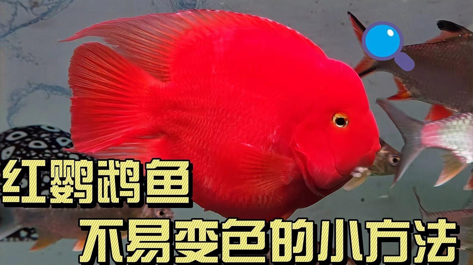 紅財神魚是什么魚