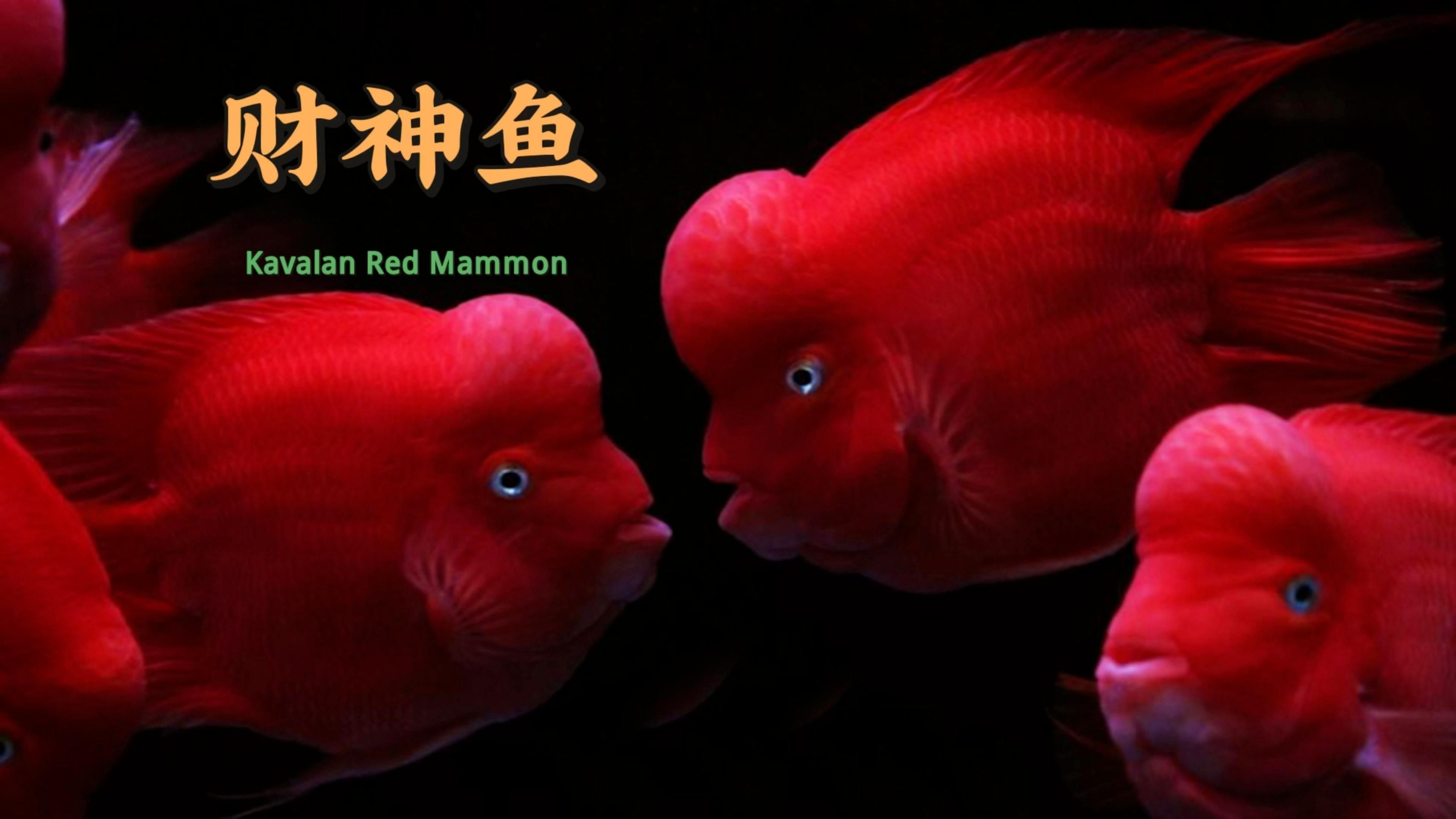 紅財神魚是什么魚