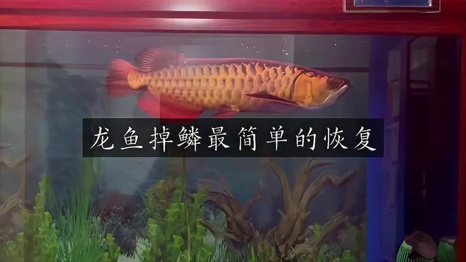 銀龍魚掉了一塊鱗片怎么辦視頻