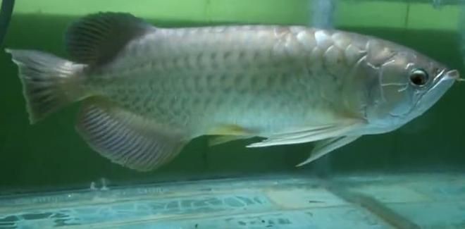 金龍魚一直張嘴呼吸拒食怎么回事：金龍魚一直張嘴呼吸并且拒食怎么辦 金龍魚一直張嘴呼吸拒食怎么回事：金龍魚一直張嘴呼吸并且拒食怎么辦 龍魚百科 第2張