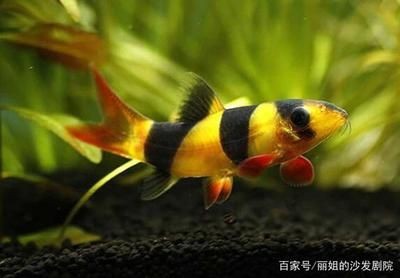 熱帶魚的色彩心理學(xué)你知道嗎，：熱帶魚的色彩心理學(xué)你知道嗎