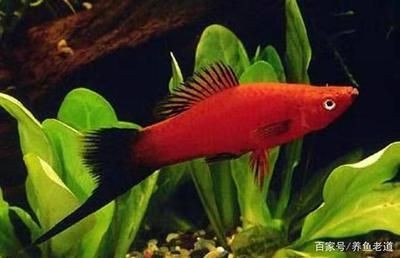 熱帶魚的色彩心理學(xué)你知道嗎，：熱帶魚的色彩心理學(xué)你知道嗎