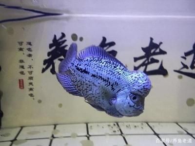 熱帶魚的色彩心理學(xué)你知道嗎，：熱帶魚的色彩心理學(xué)你知道嗎