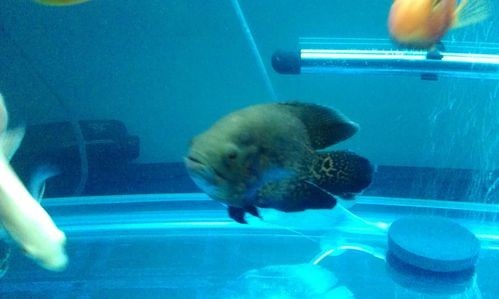 銀龍魚可以和哪些魚混養(yǎng)呢圖片