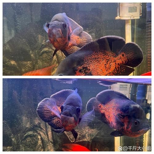 銀龍魚可以和哪些魚混養(yǎng)呢圖片